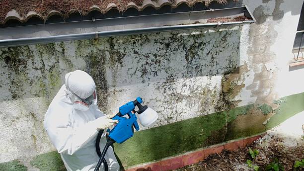 Trusted Crawl Space Mold Removal service in Woodstock, GA - Cheap Mold Removal